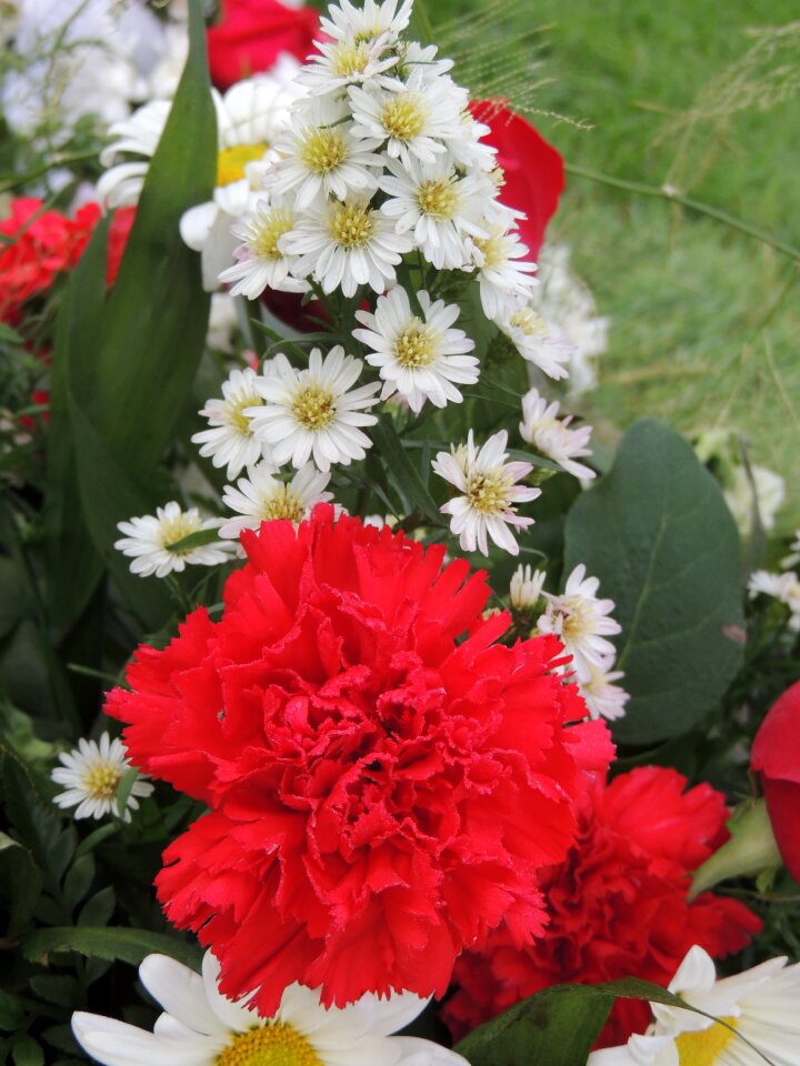 Flowers carnation red