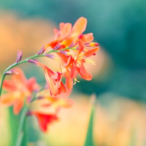 Orange plant nature