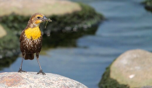 Yellow songbird north dakota