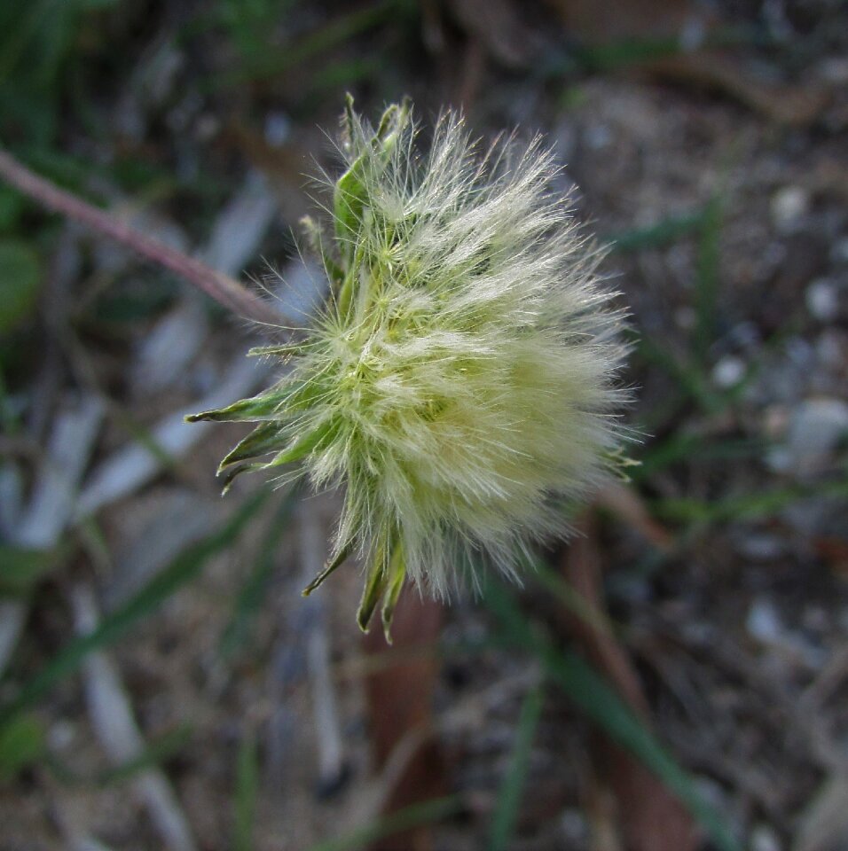 Dandelion cyprus ayia napa photo