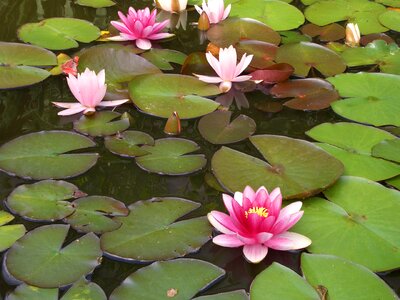 Blossom bloom pink water lily photo