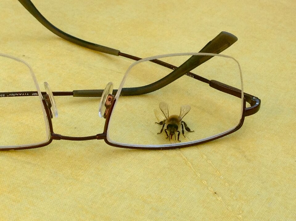 Insect animal close up