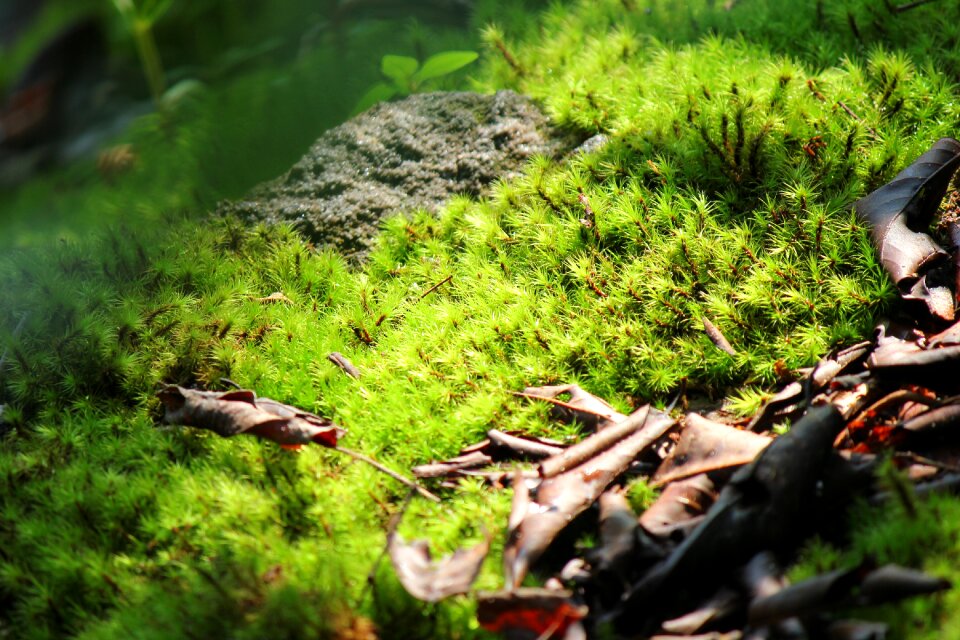 Sunlight pa nature
