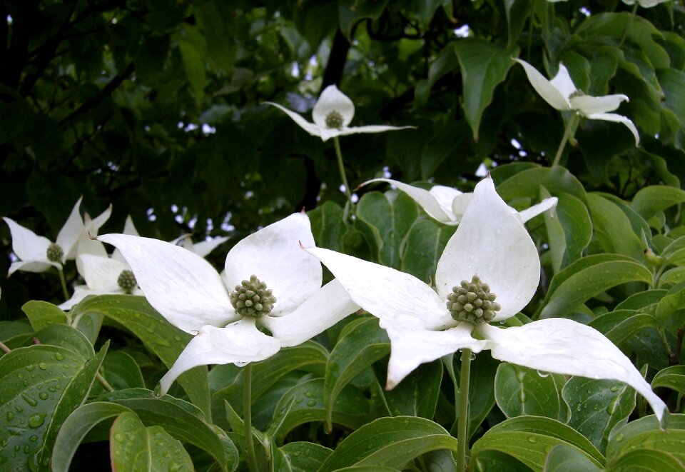 Plants natural flora