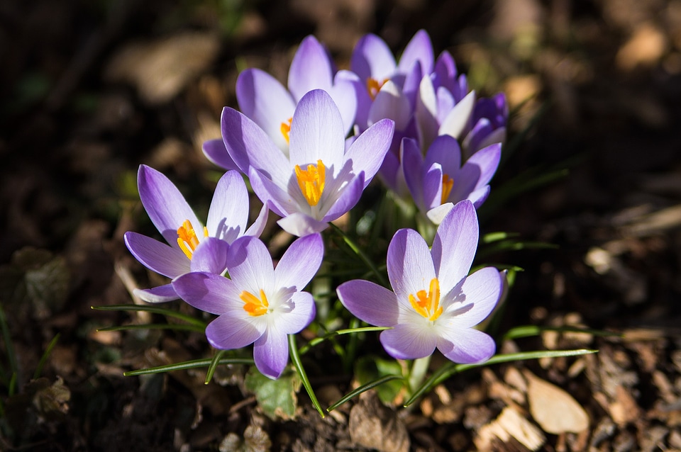 Purple close up flowers