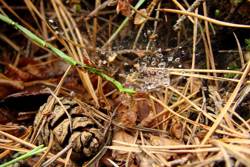 Cone forest litter
