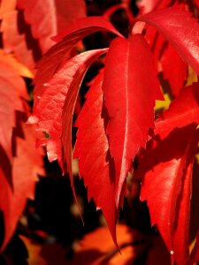 Red ivy red autumn photo