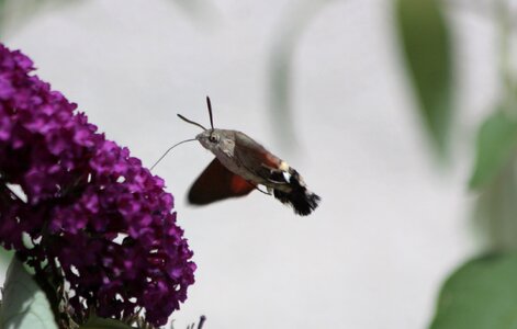 Moth summer nature photo