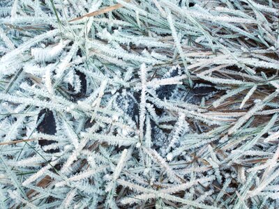 Frozen rime crystals photo