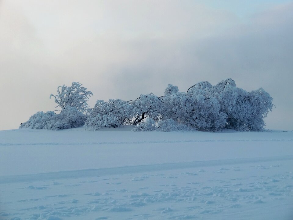 Snow trees frozen photo