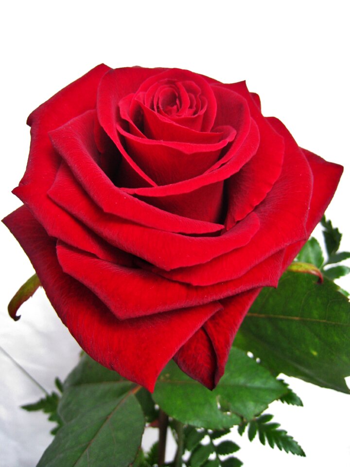 Petals love symbol valentine's day