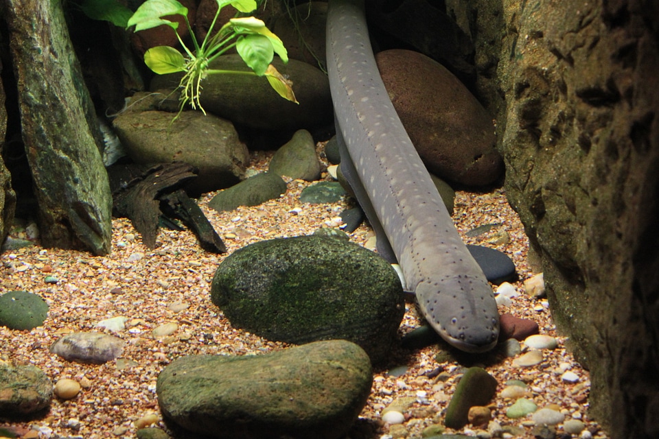 Aquarium tropical marine