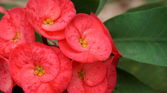 Tropical exotic pink