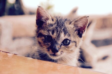 Cute pet domestic cat photo