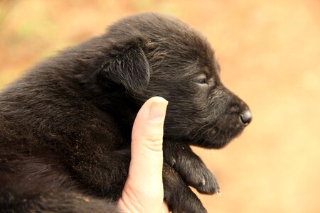 Dog cute