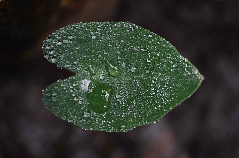 Green macro nature