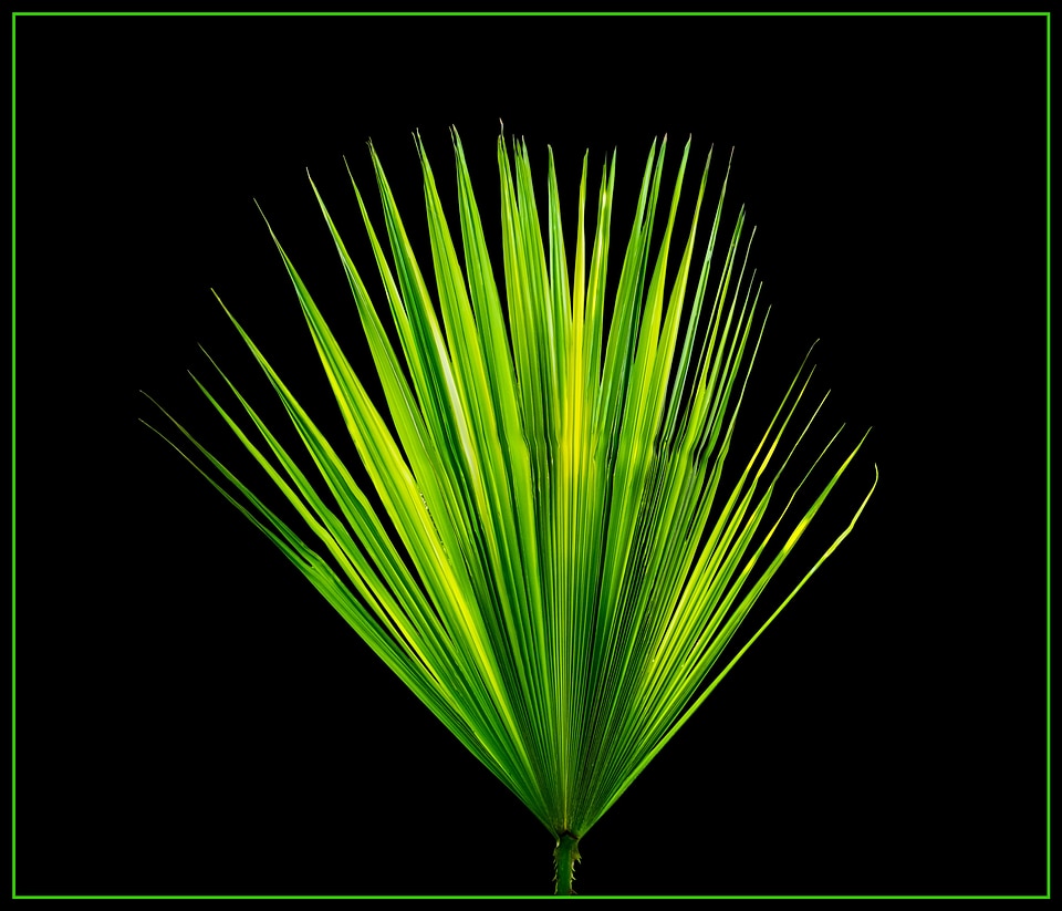 Palm leaf new leaf palm fronds