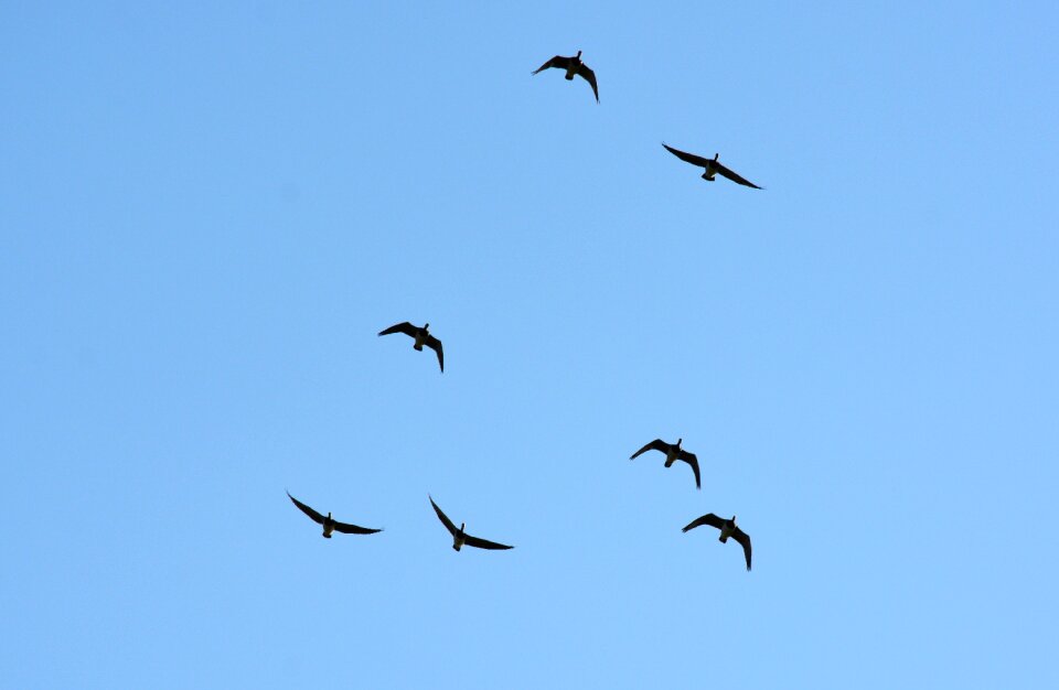 Nature blue formation flight