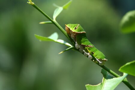 Transformation metamorphosis caterpillar