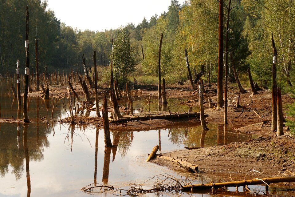 Rotten water nature