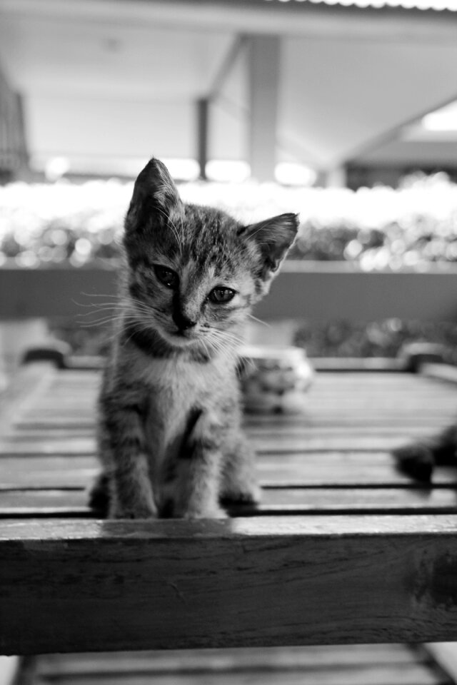 Cute pet domestic cat