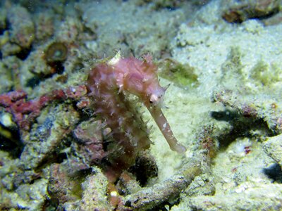 Undersea ocean philippines
