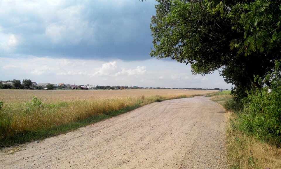 Landscape field trees
