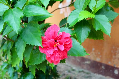 Flower plant nature