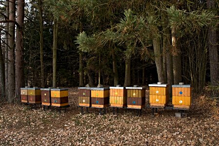 Breeding of honey bees trees the edge of the forest photo