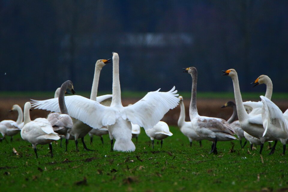 Swans flock of birds migratory bird