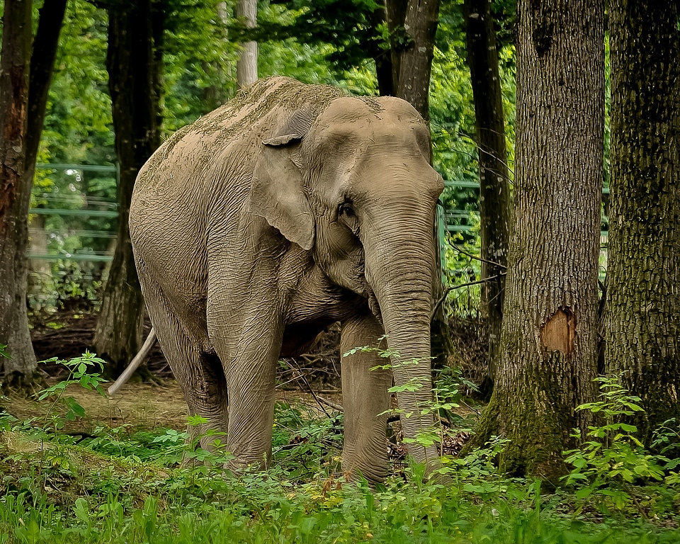 Wild mammal wildlife