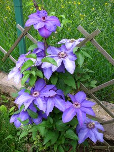 Colors purple clematis