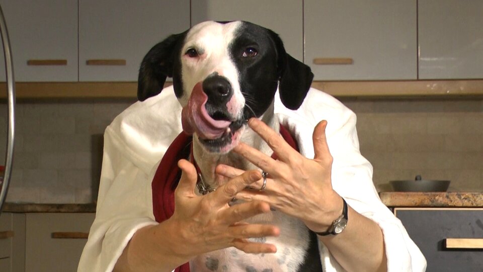Funny pet puppy
