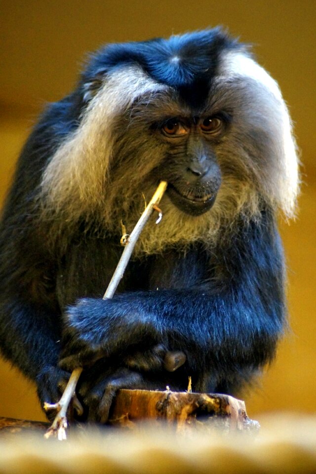 Animals tailed macaque wanderu