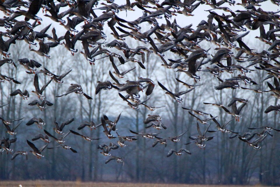 Flock of birds migratory bird birds