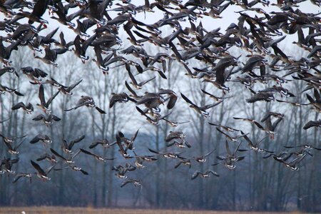 Flock of birds migratory bird birds