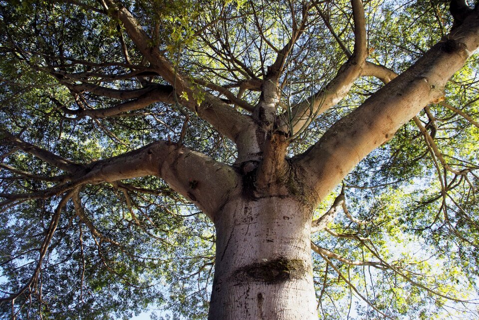 Power height botany