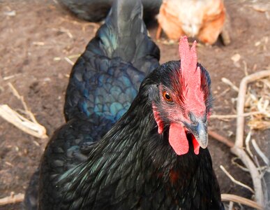 Blue feathers nature