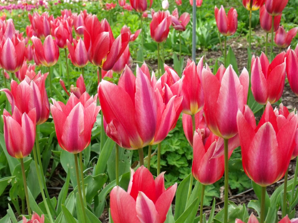 Flowers tulips red