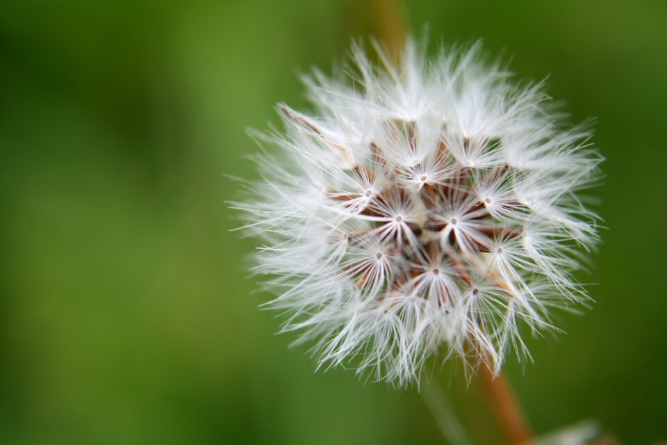 Dandelion nature meadow