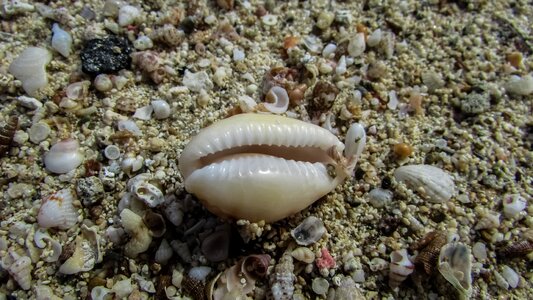 Beach nature