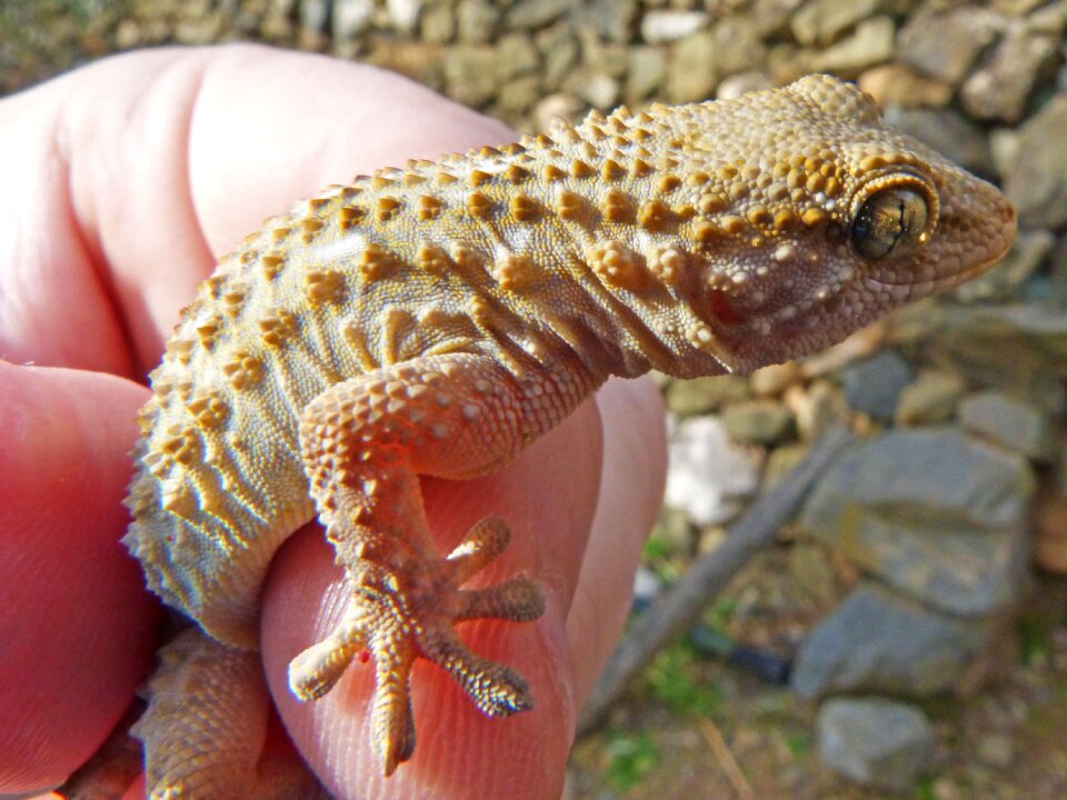 Dragon detail reptile