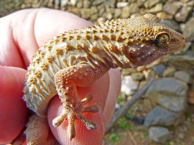 Dragon detail reptile