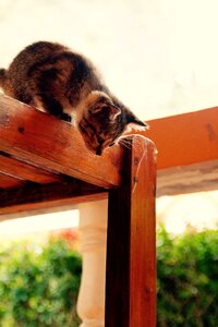 Cute pet domestic cat