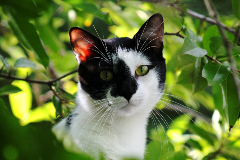 Pet cat's eyes cat nose
