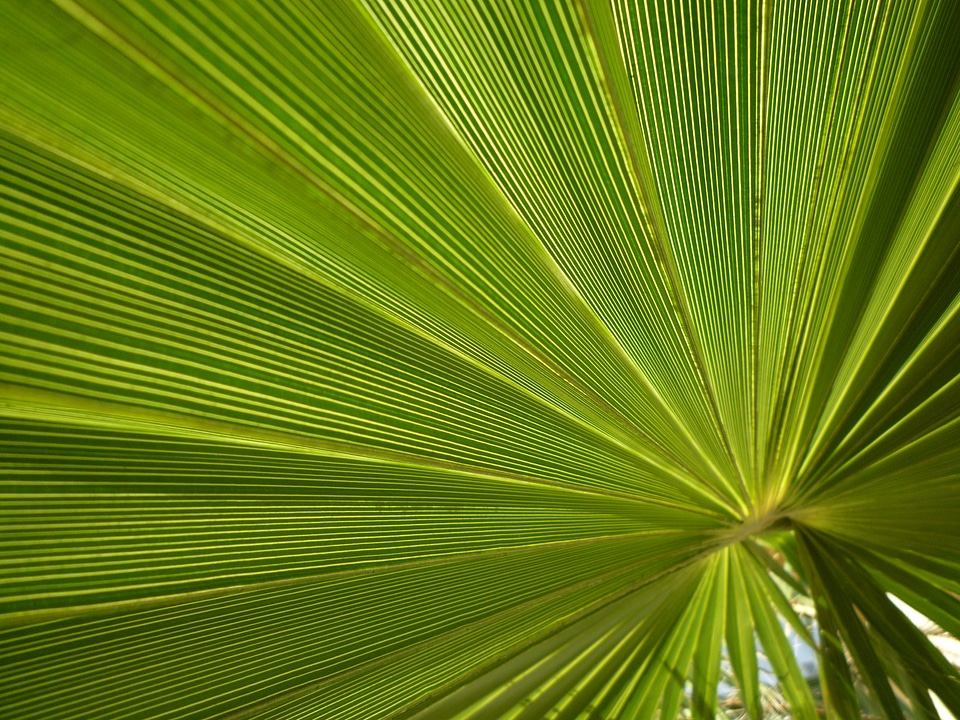 Palm fronds close up plant