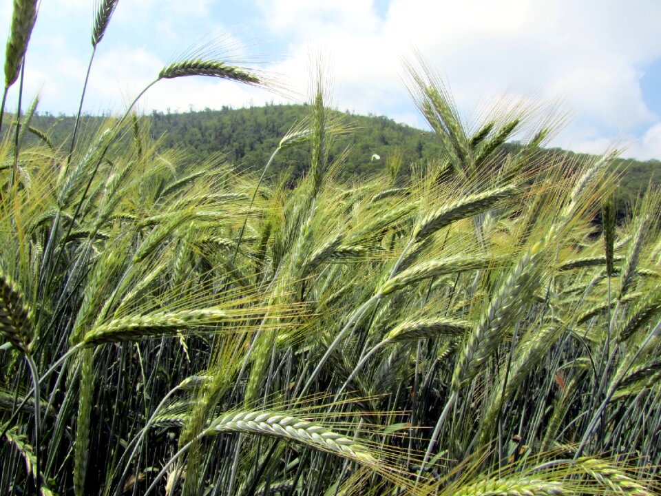 Wheat ears agriculture