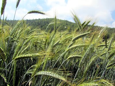 Wheat ears agriculture