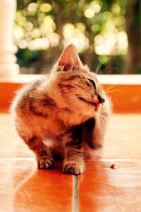 Cute pet domestic cat photo