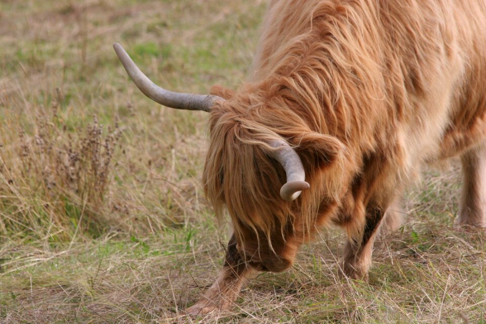 Pasture agriculture field
